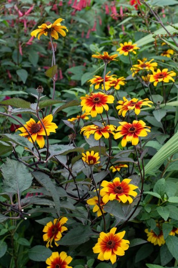 Геліопсис шорсткий ‘Бернінг Хартс’|Heliopsis helianthoides ‘Burning Hearts’|Гелиопсис шероховатый ‘Бернинг Хартс’ 